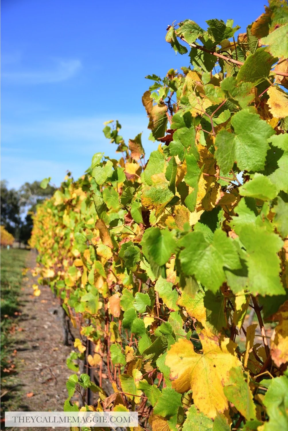 winery-vines.jpg