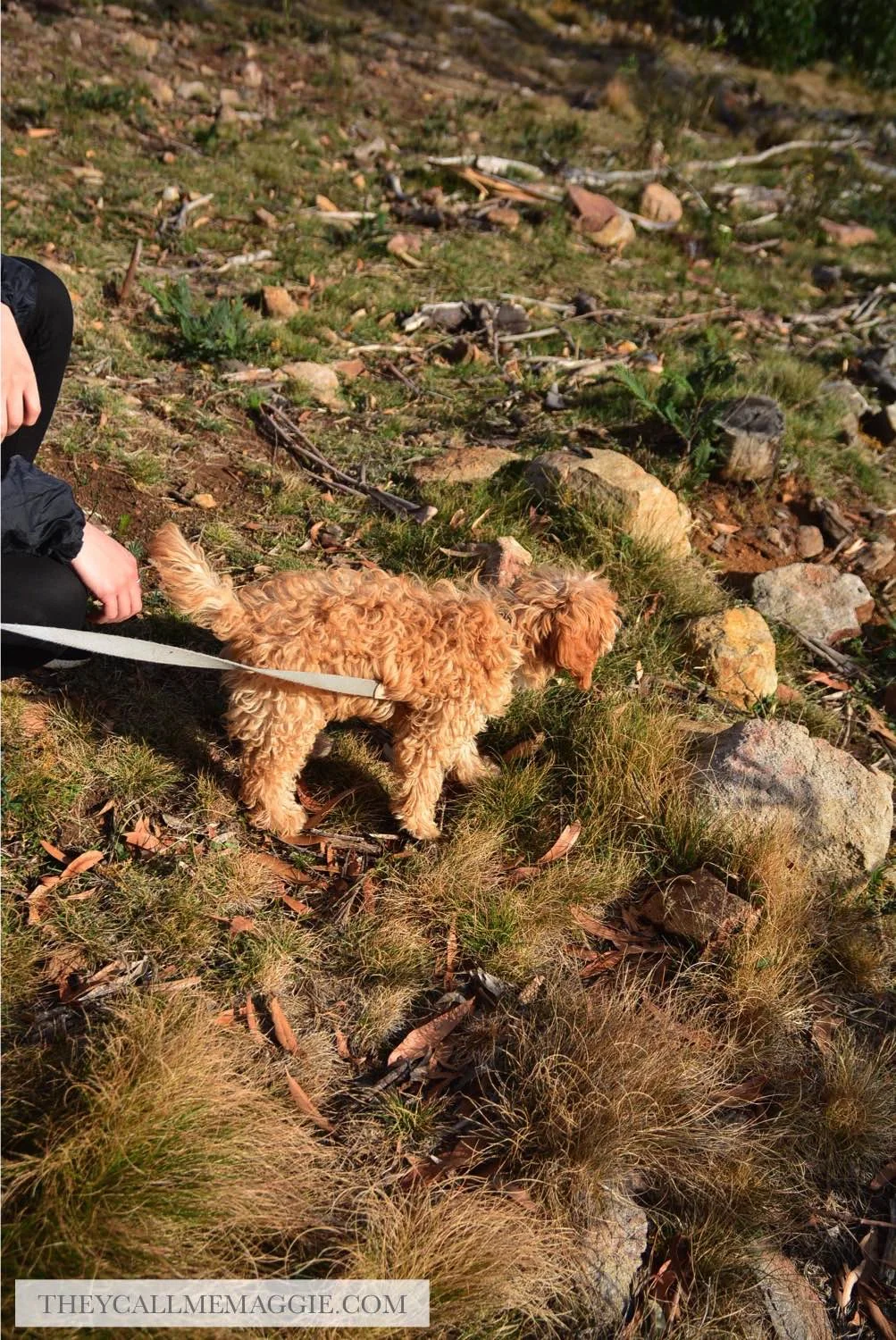 explorer-dog.jpg