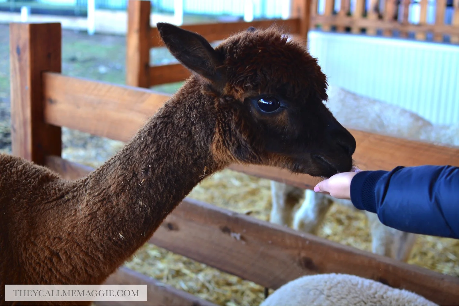 alpaca-creswick.jpg