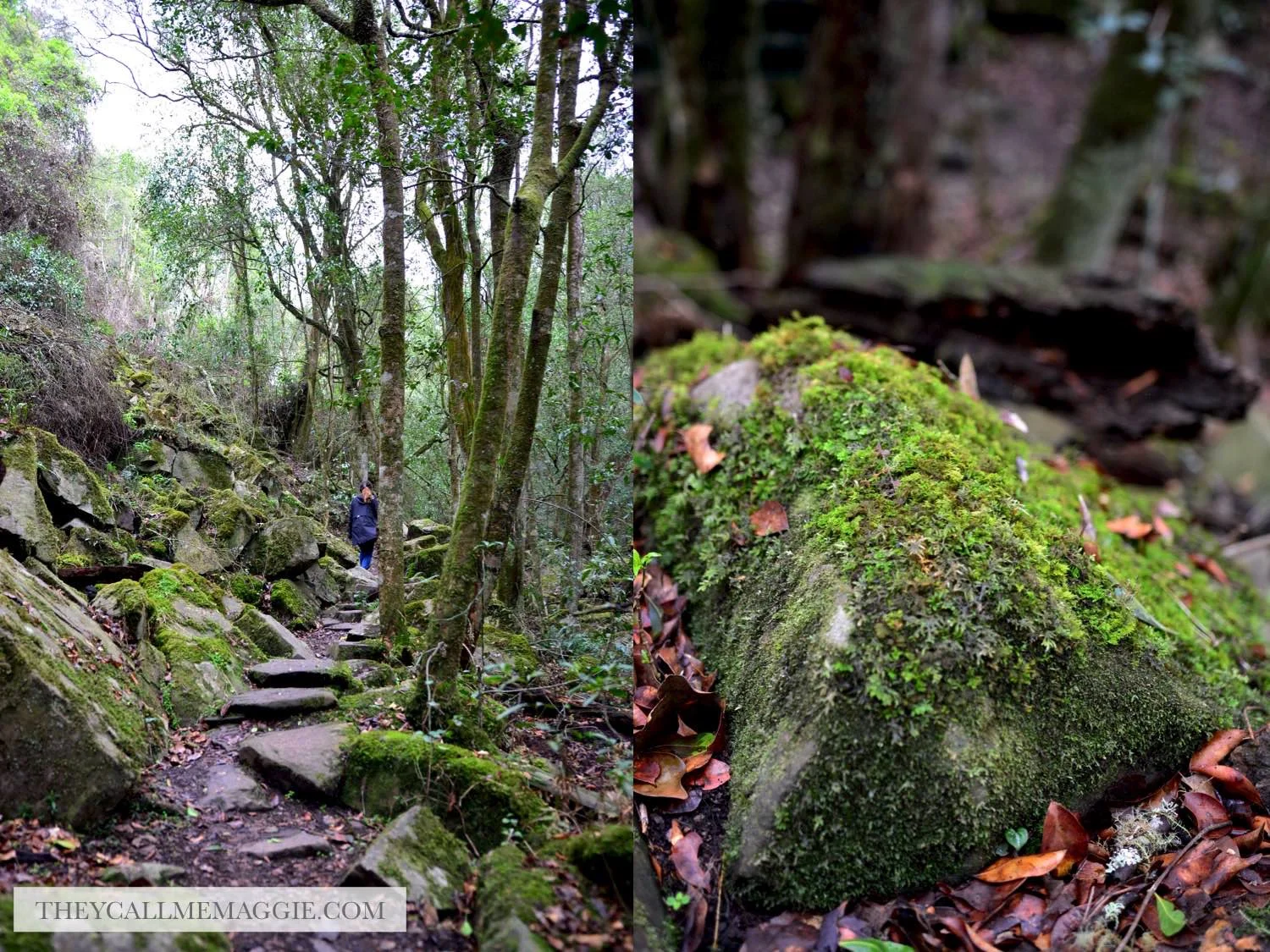 bush-hike.jpg