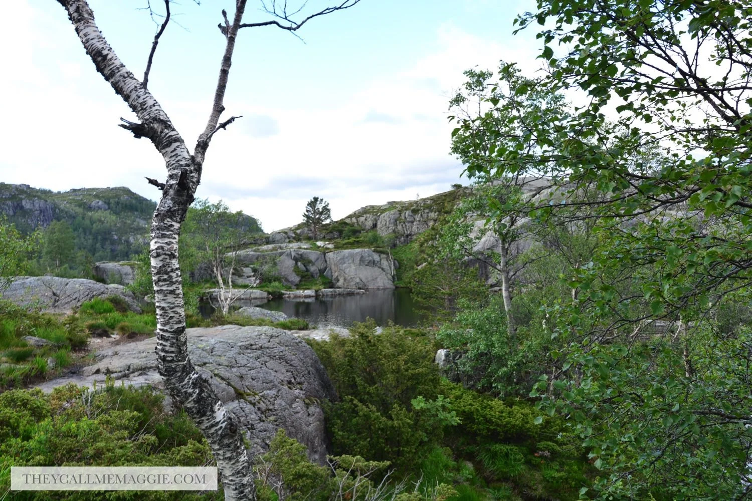 tree-views.jpg