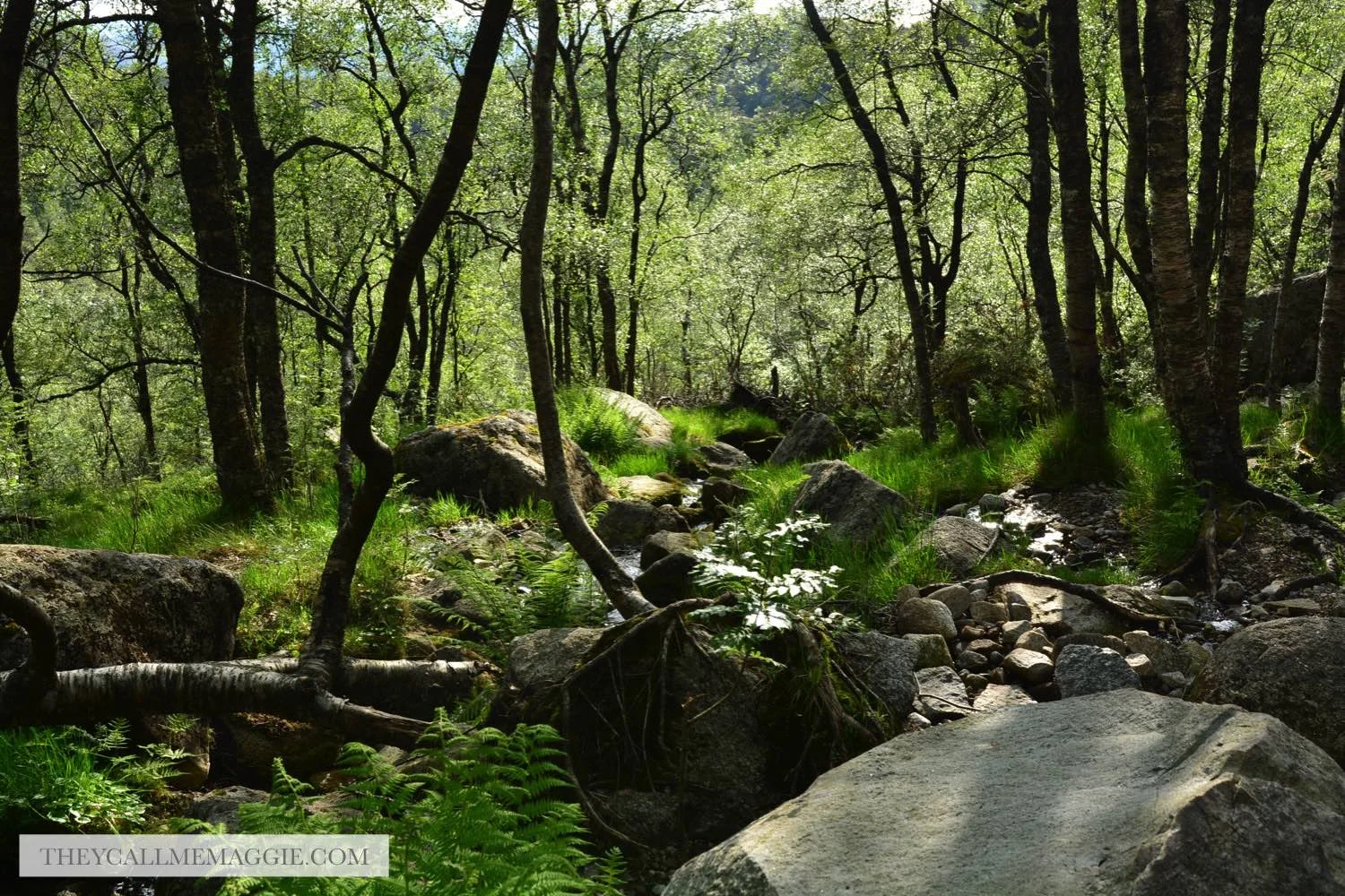 greenery-hike.jpg