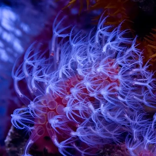 Paraminabea-Coral.jpg