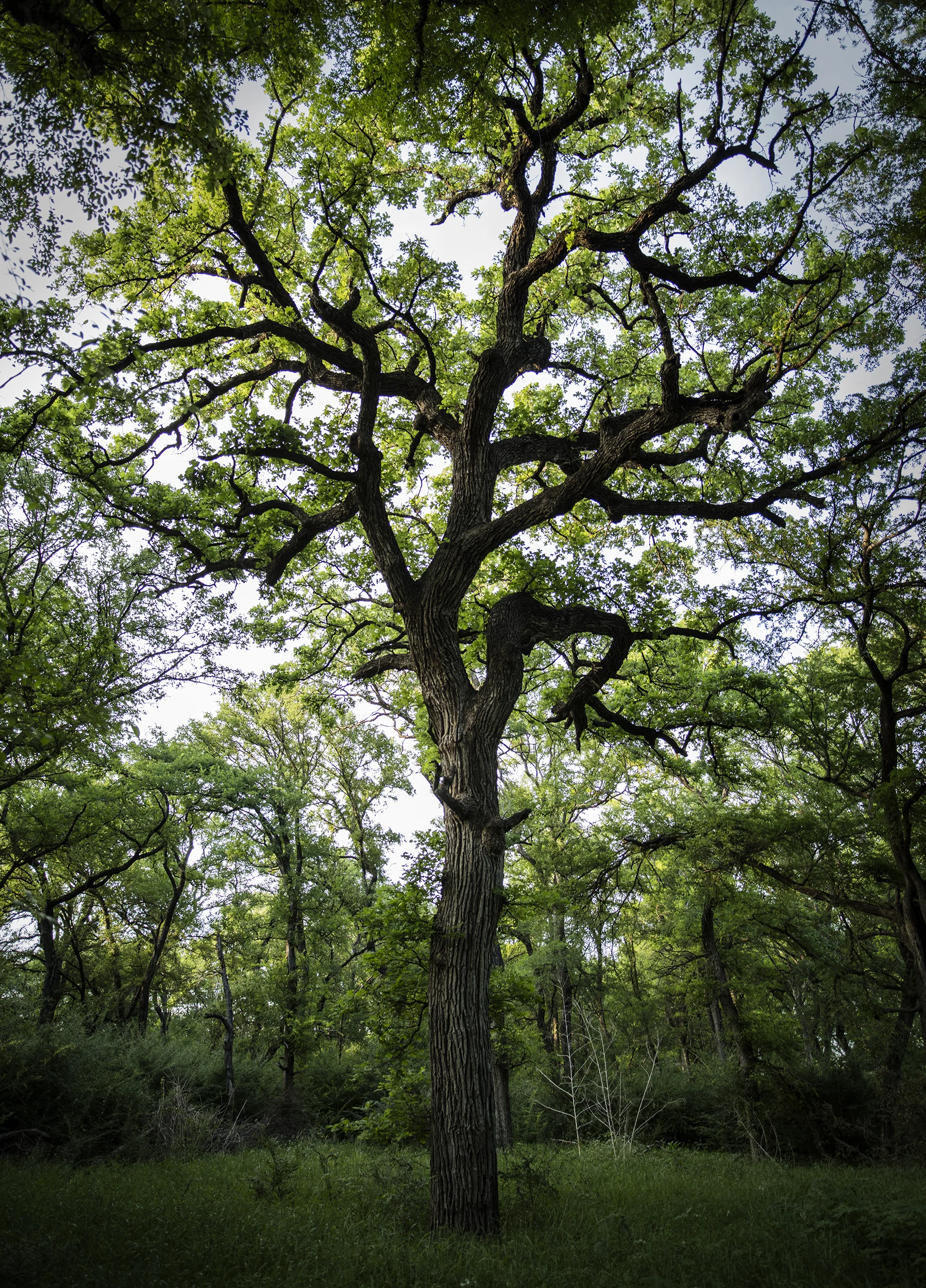 Tree of Life copy.jpg