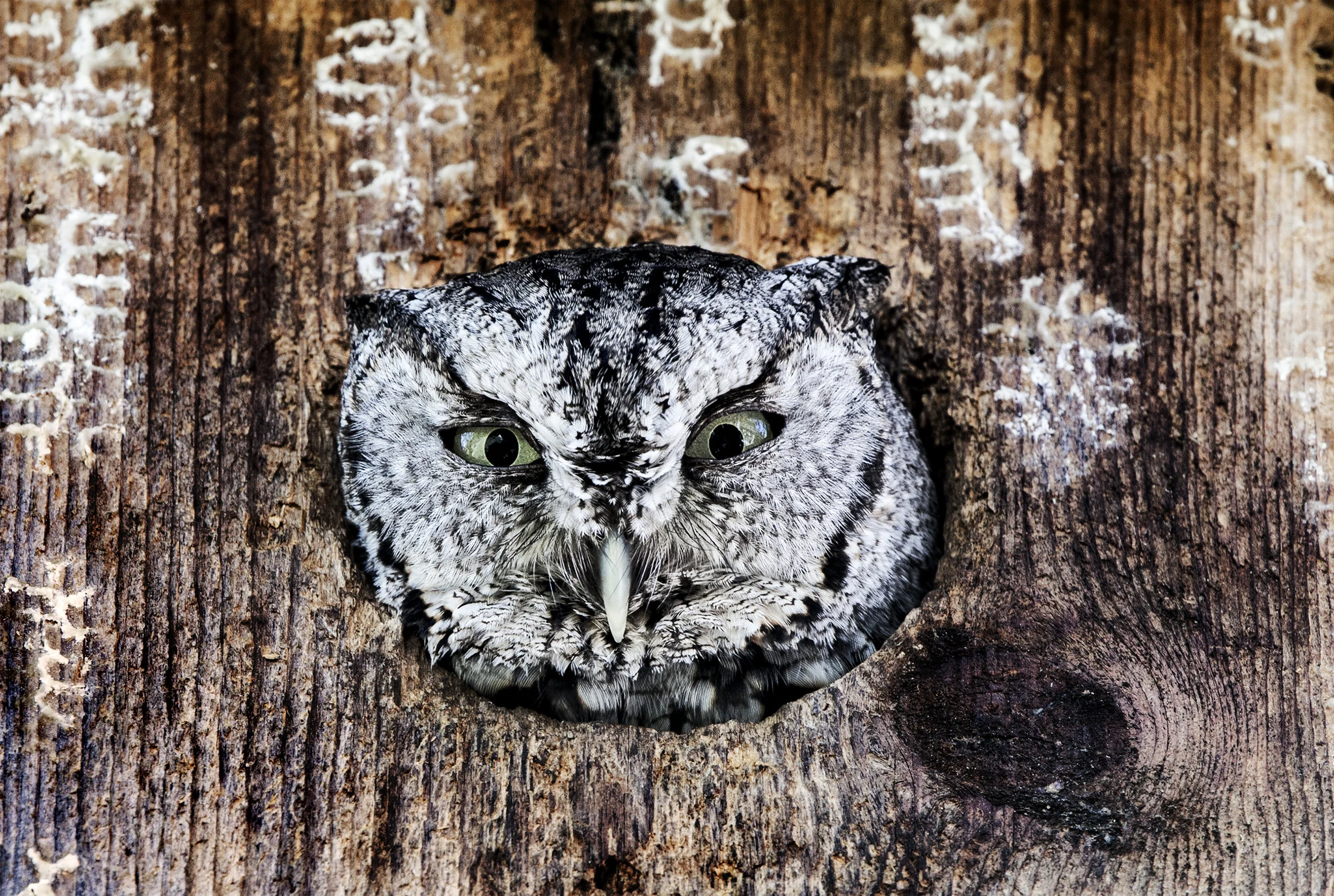 Owl nature color copy.jpg