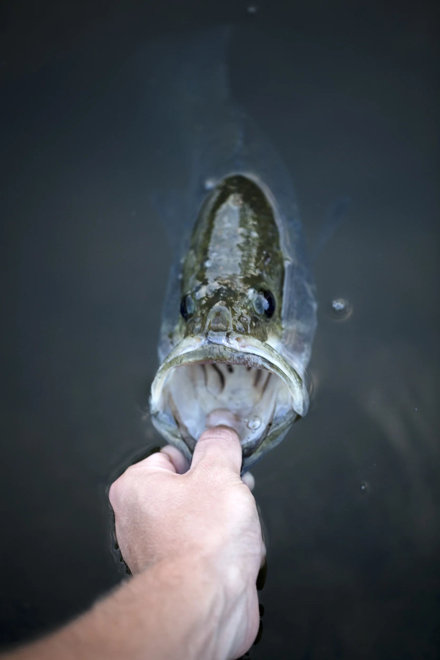 Fish3.jpg