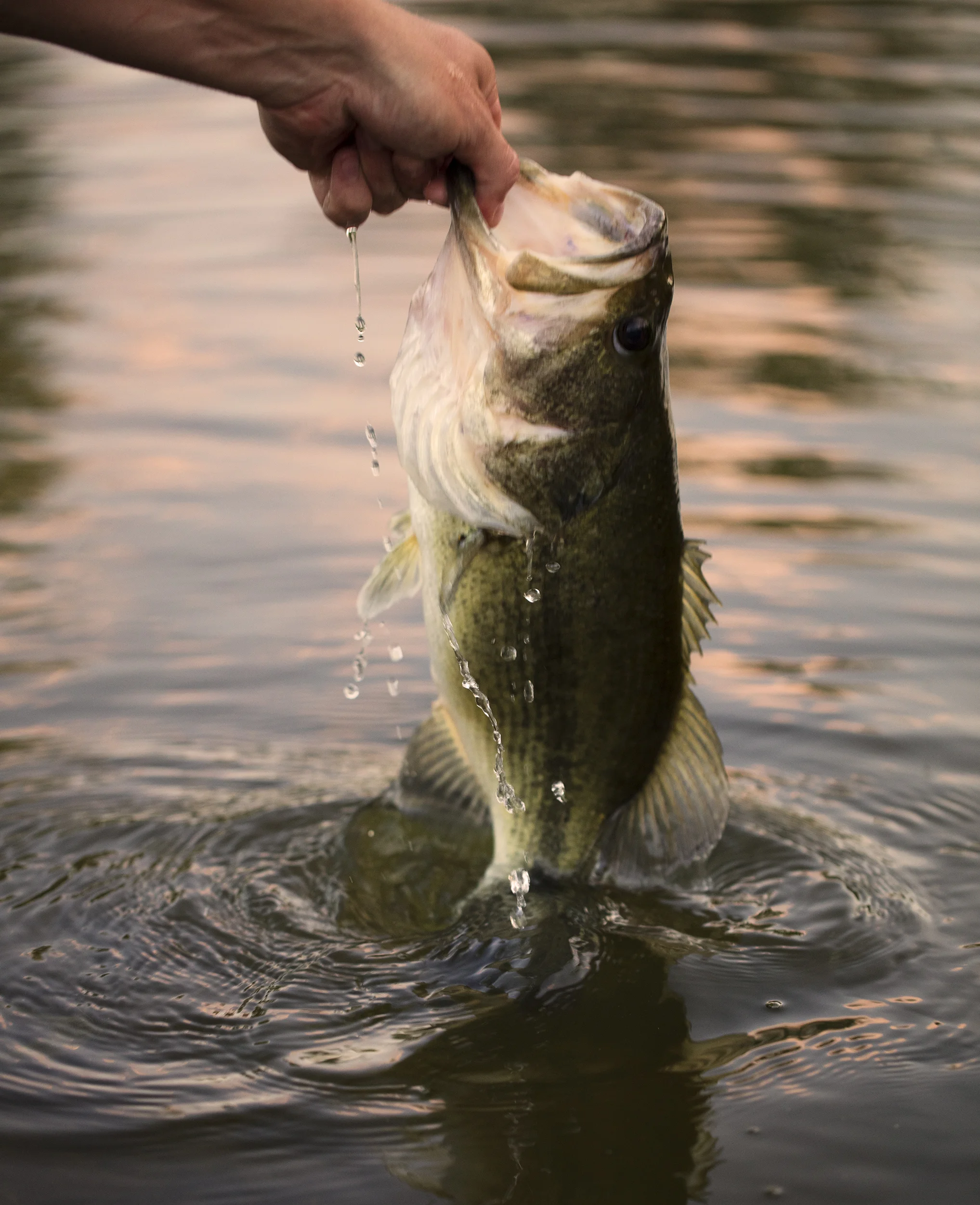 Fish2.jpg