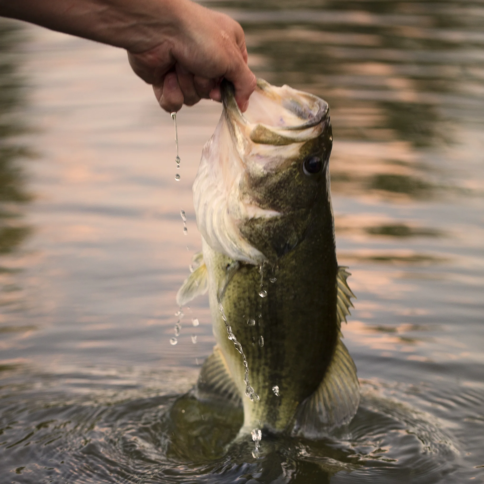 Fish2.jpg