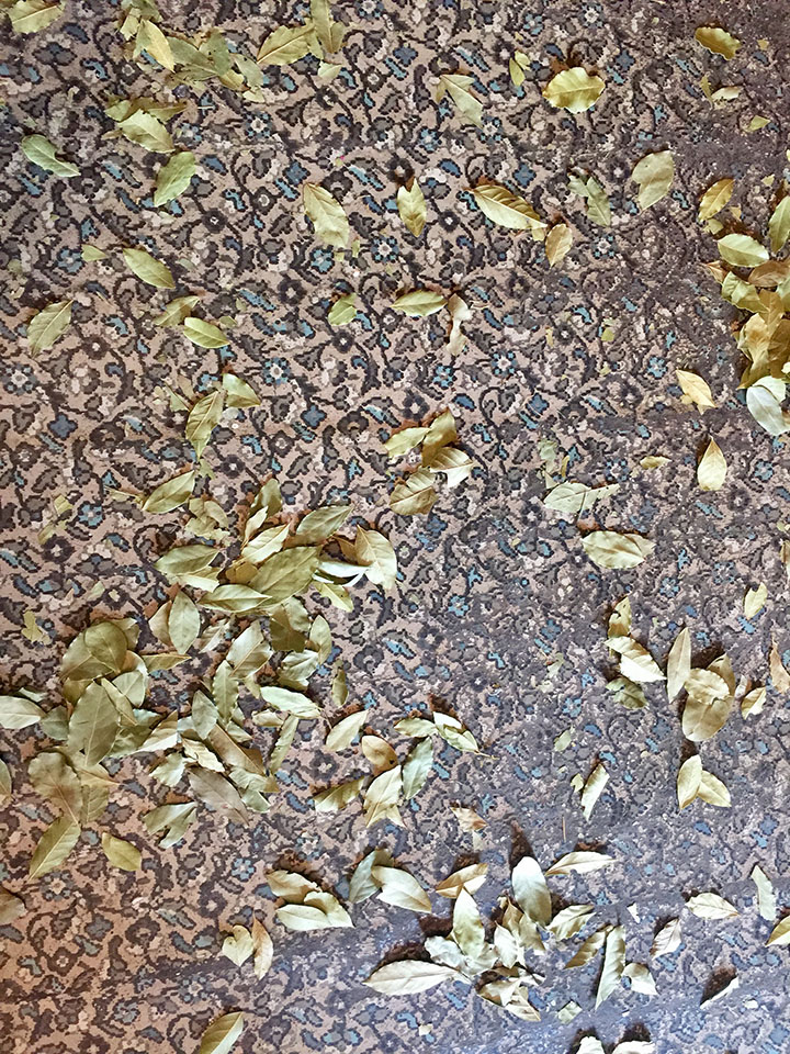 Floor_leaves_comp.jpeg