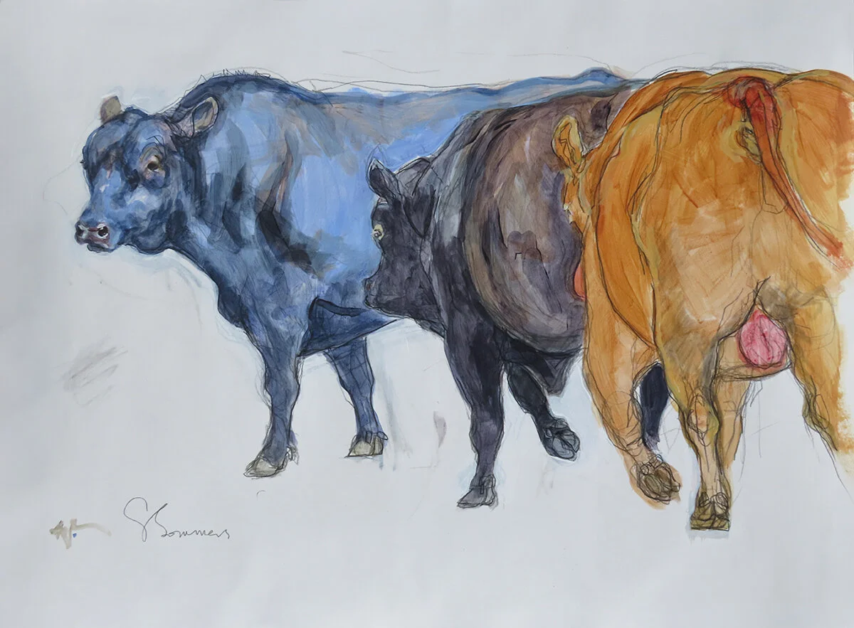 Untitled Angus Bulls (2020)