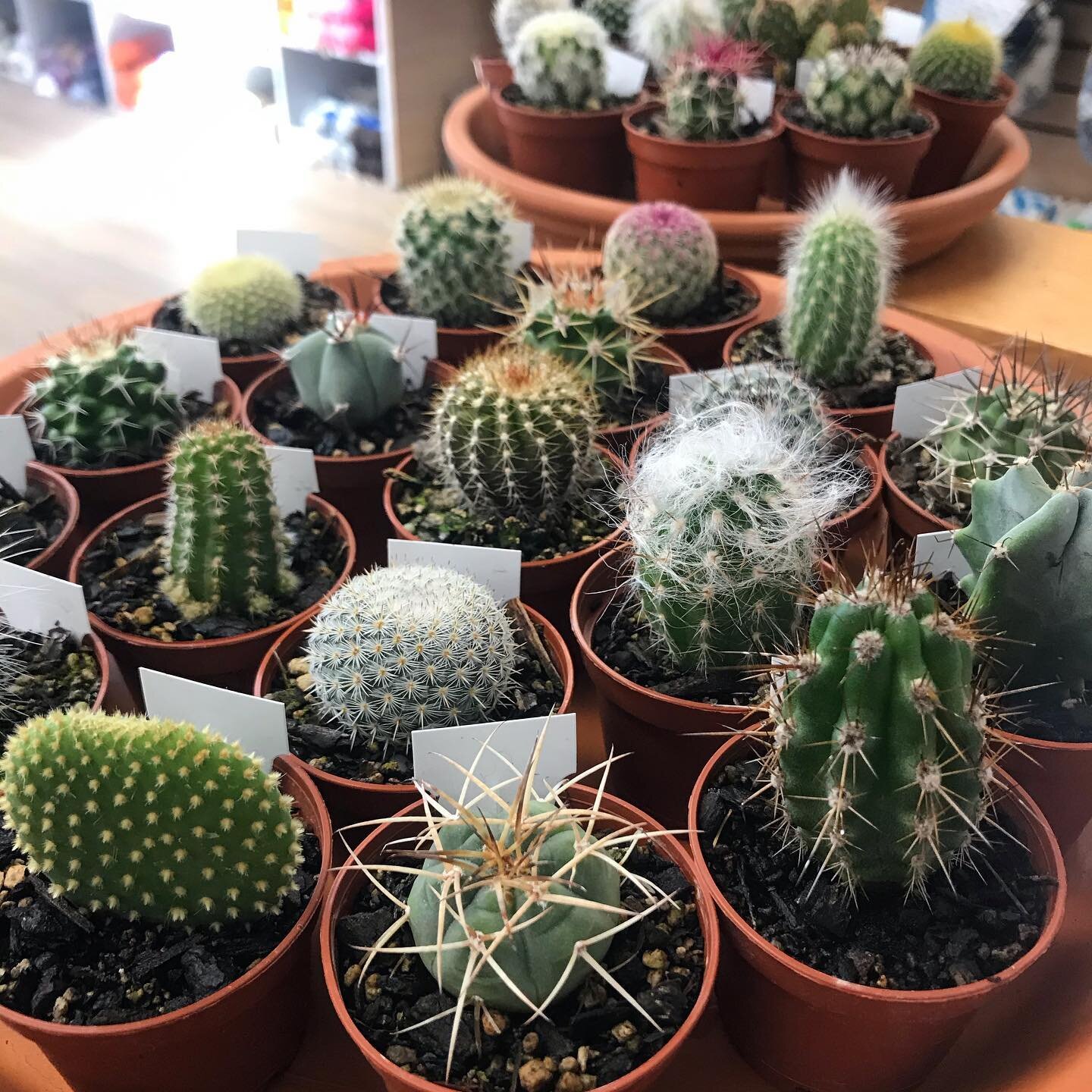 Opuntia, echinopsis, mammilaria - oh my!!! These wee cuties are finally back in stock 🌵 xx