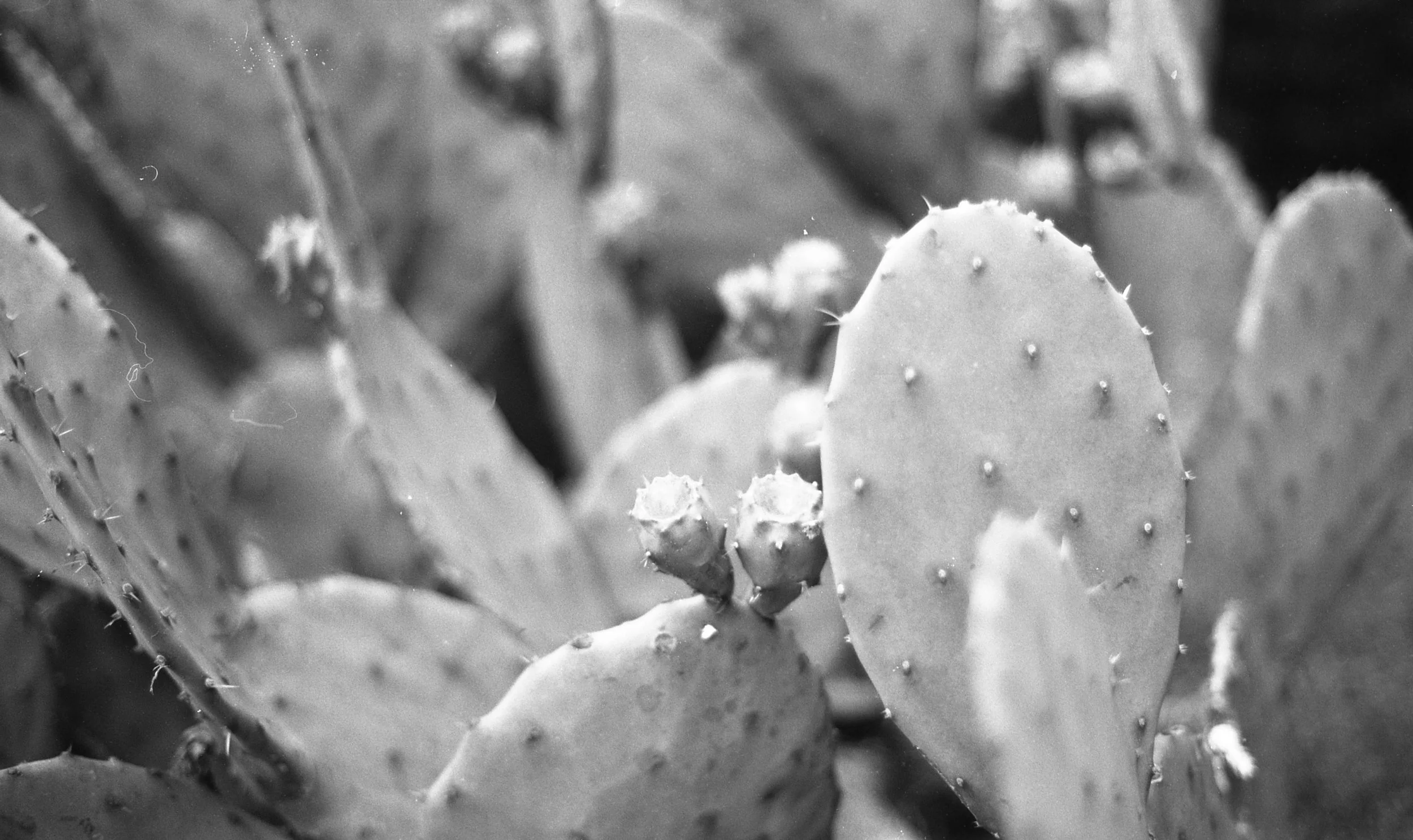 Cacti