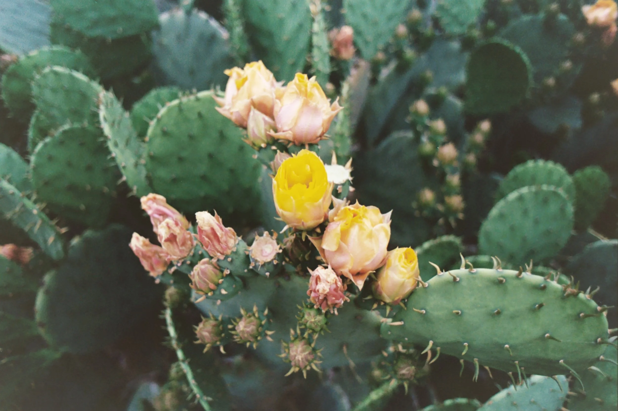 Cacti Bloom