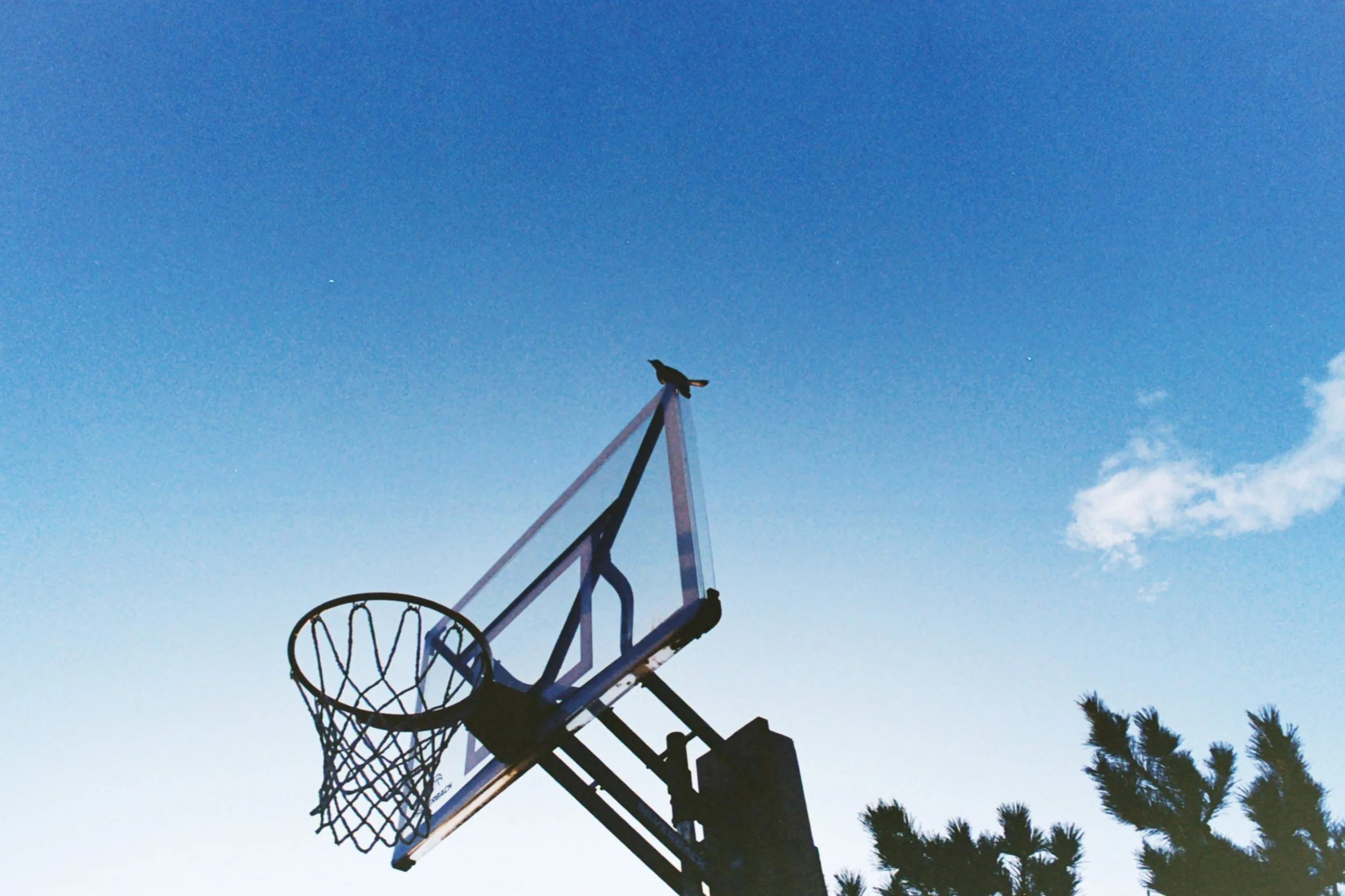 Basketball Birdie
