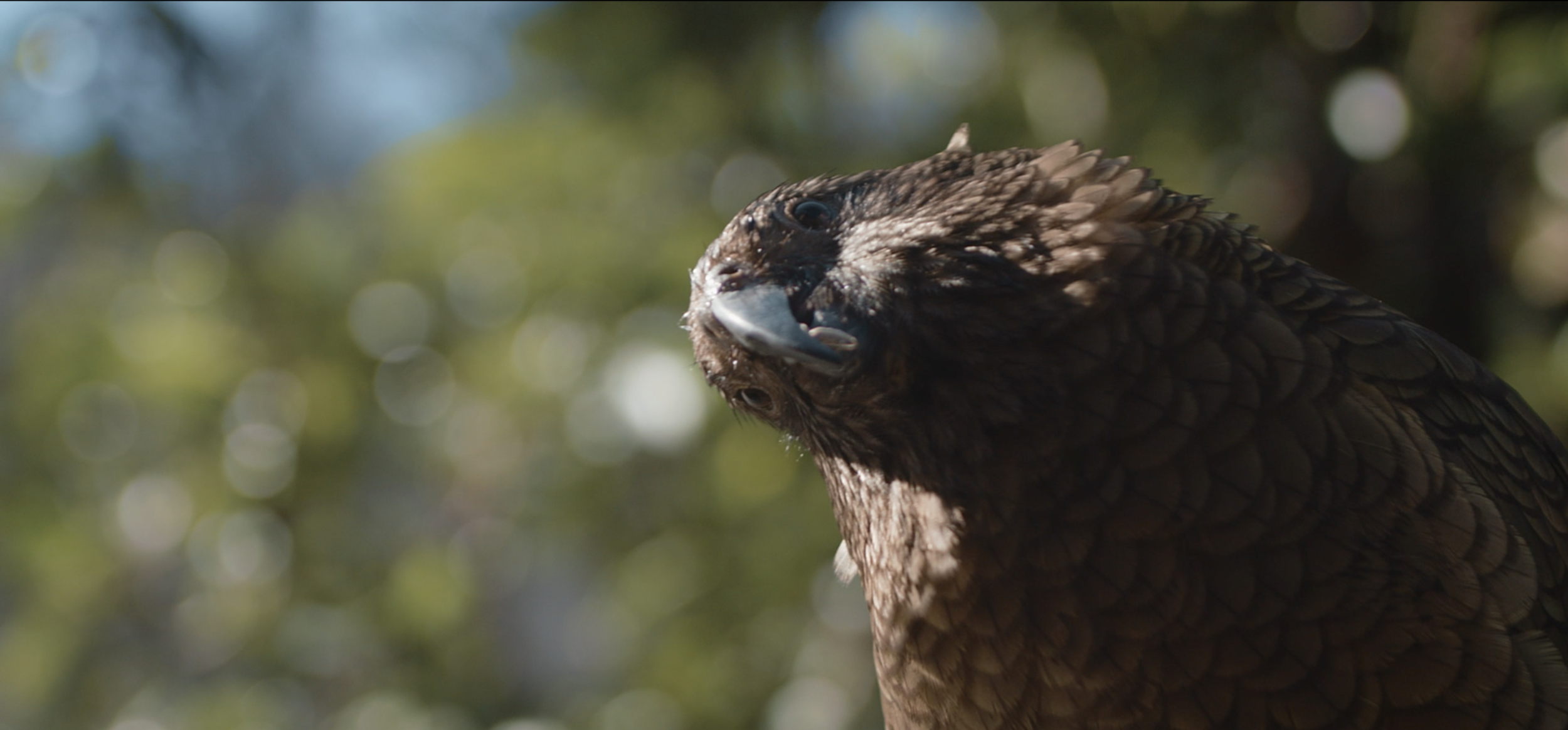 Screen Shot 2018-09-14 at 3.44.44 PM.png