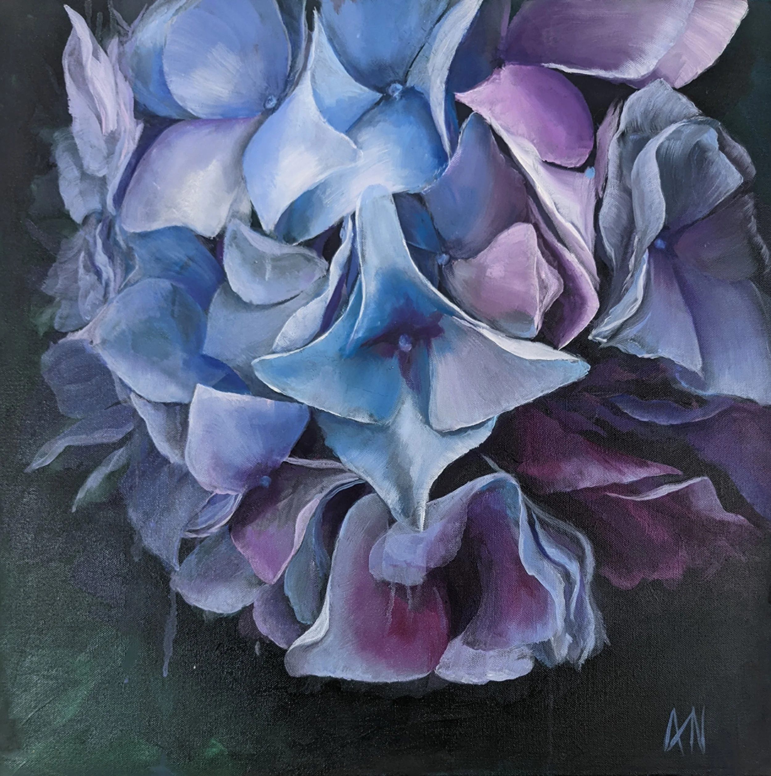 Morning Hydrangea - Fine Art Print
