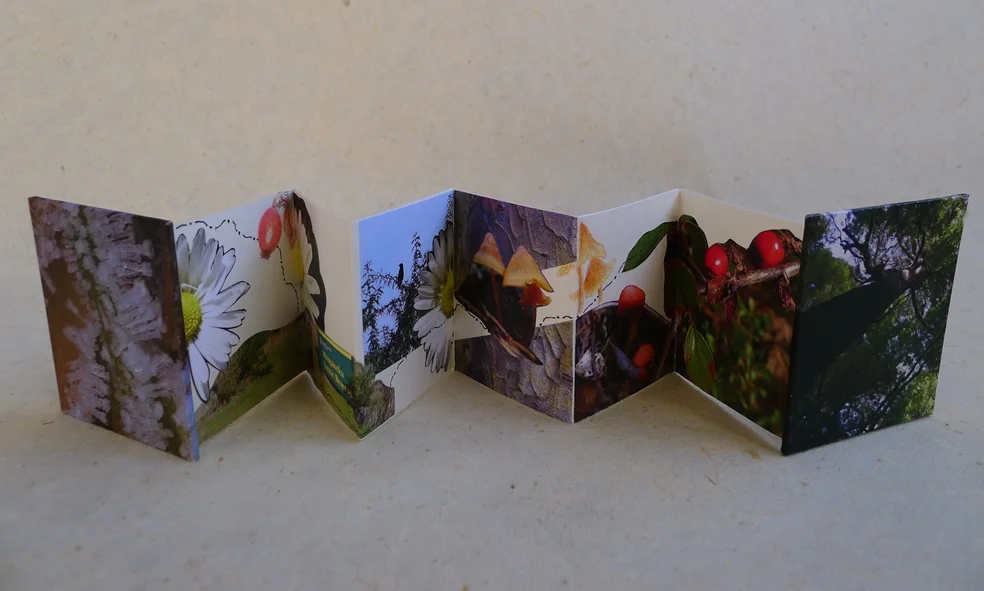 Creative — Diane Harries