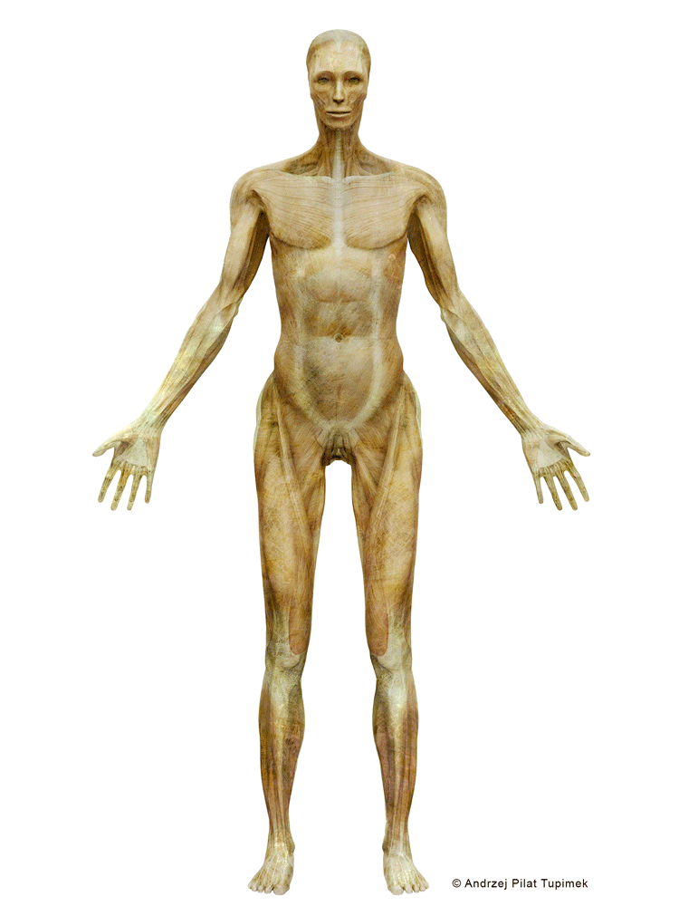 Langer_total_front