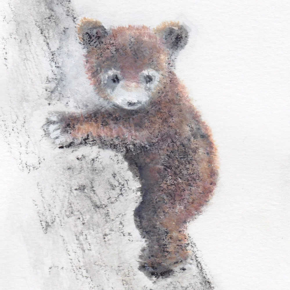 Little Bear In Tree.jpeg