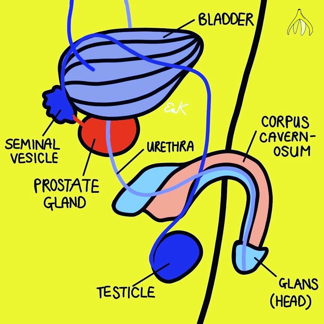 ⚽️🍆⚽️ #anatomy #sexeducati̇on