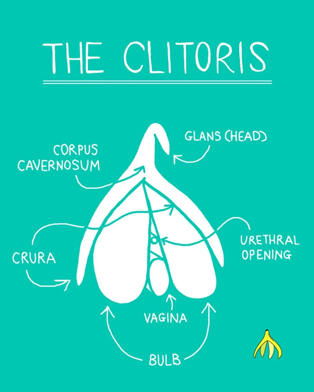 🙌🏽It took centuries for science to draw the whole picture, we make sure young people see it from day one.

Our unembarrassable team of experts deliver stigma-free workshops in schools across the UK.

#RSE #anatomy #PSHE