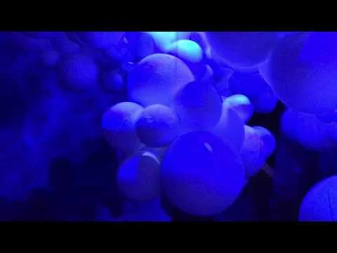 Multimedia Installations Videos Chee Bravo