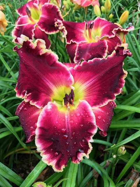 Red Dog IMG_0882.JPG