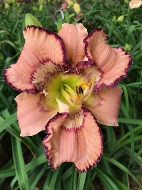 Crowns and Splinters IMG_0604.JPG