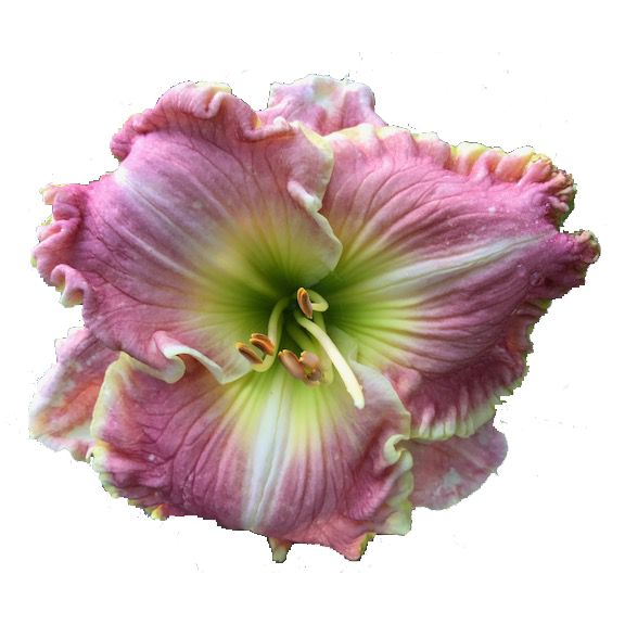 Sweet Aldine IMG_0328.png