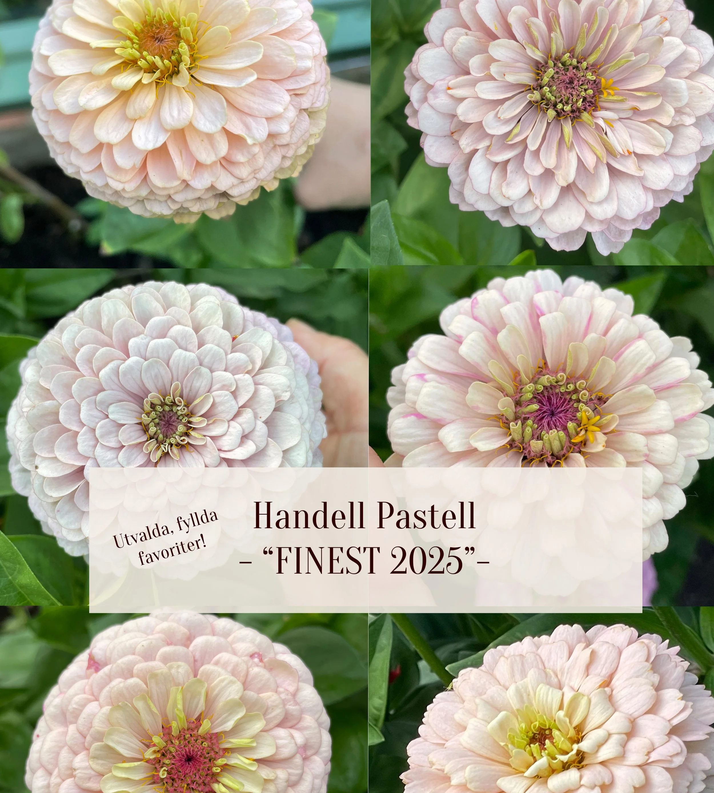 zinnia-pastel-handellpastellFinest.jpg