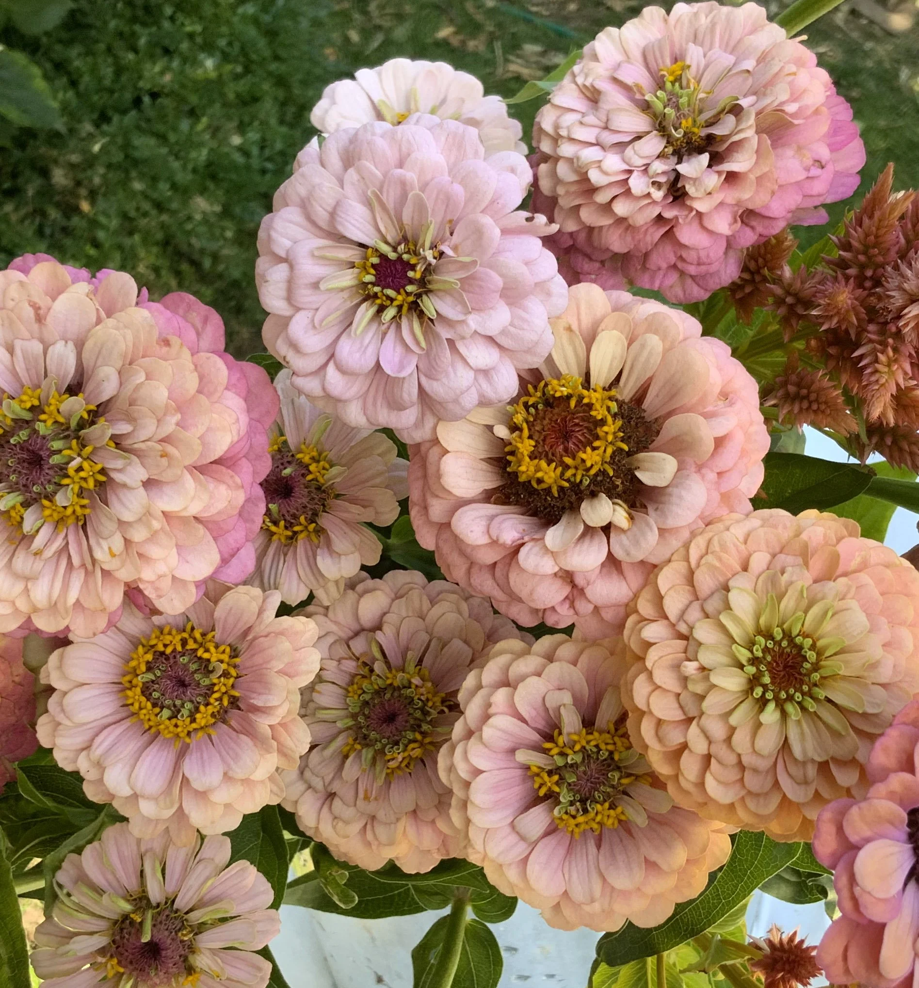 KaramellMix-zinniahandellpastell-annahandell2.jpg