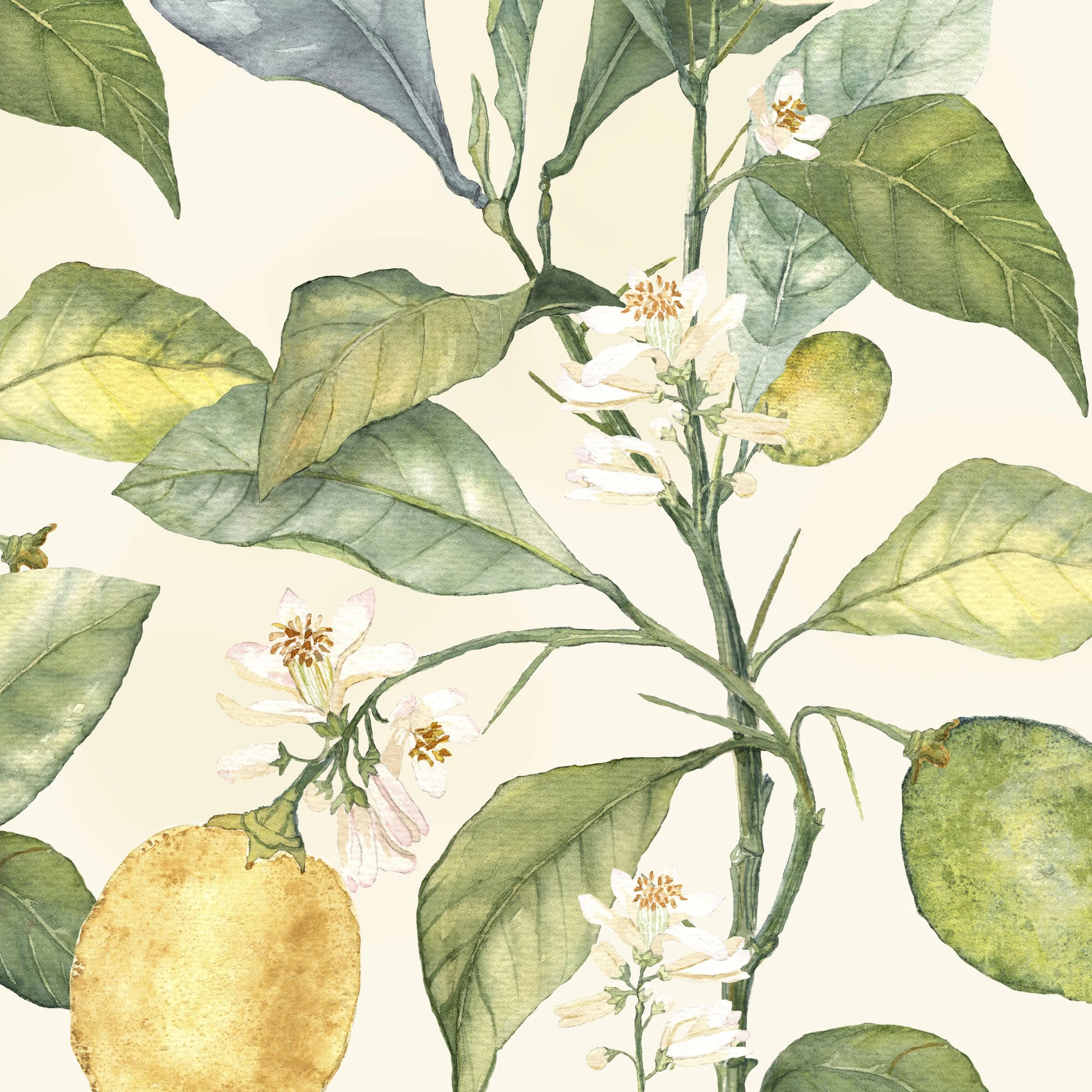 Design-citrus-annahandell.jpg