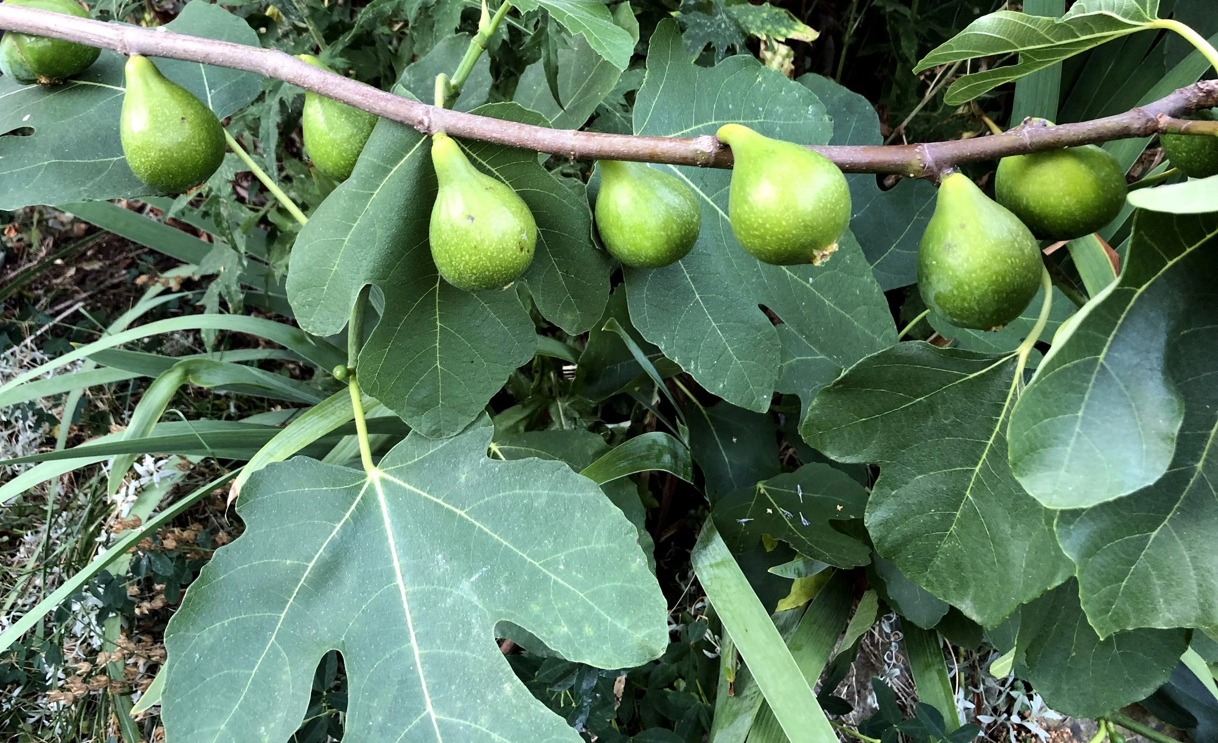 Tidig sort med gröna frukter, rött fruktkött.