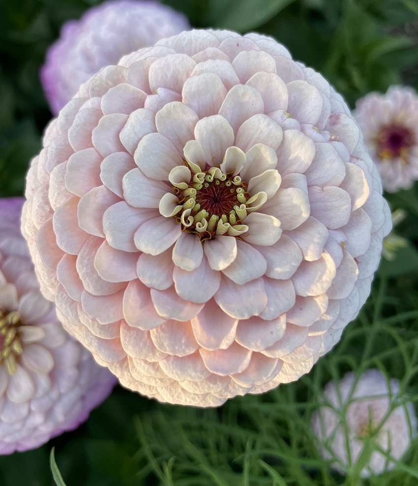 Karolina3-zinniahandellpastell-annahandell.jpg