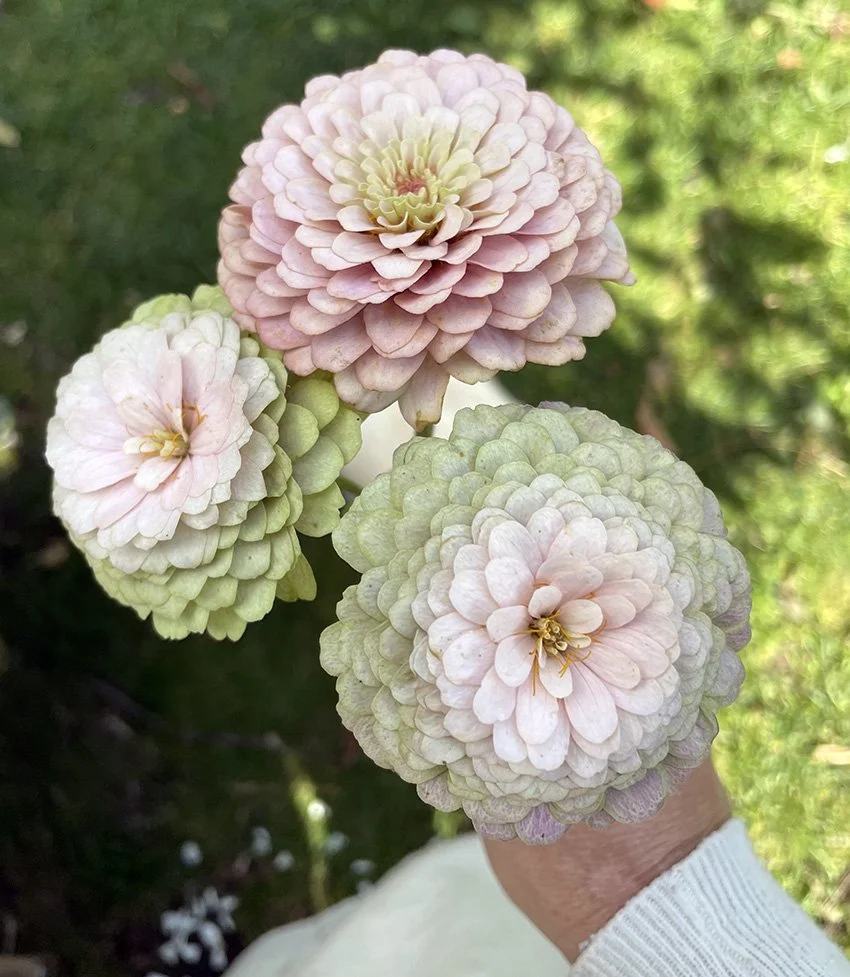 Karolina8-zinniahandellpastell-annahandell.jpg