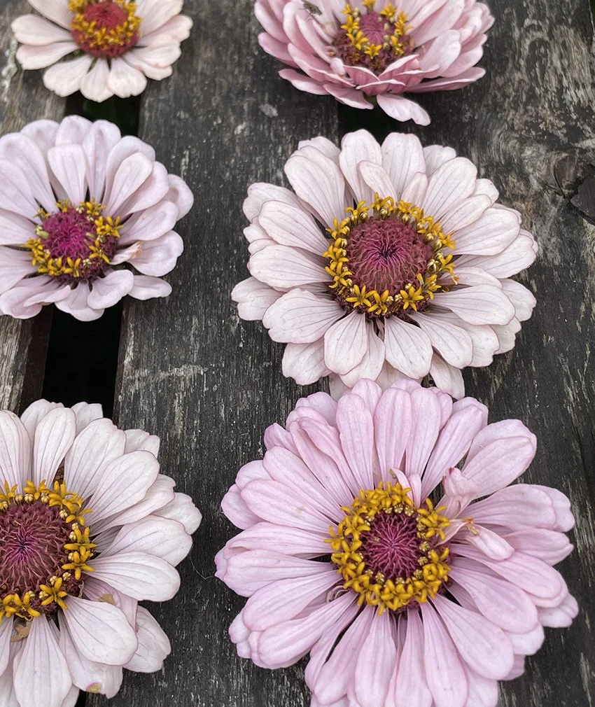 KaramellMix-zinniahandellpastell-annahandell-enkla.jpg