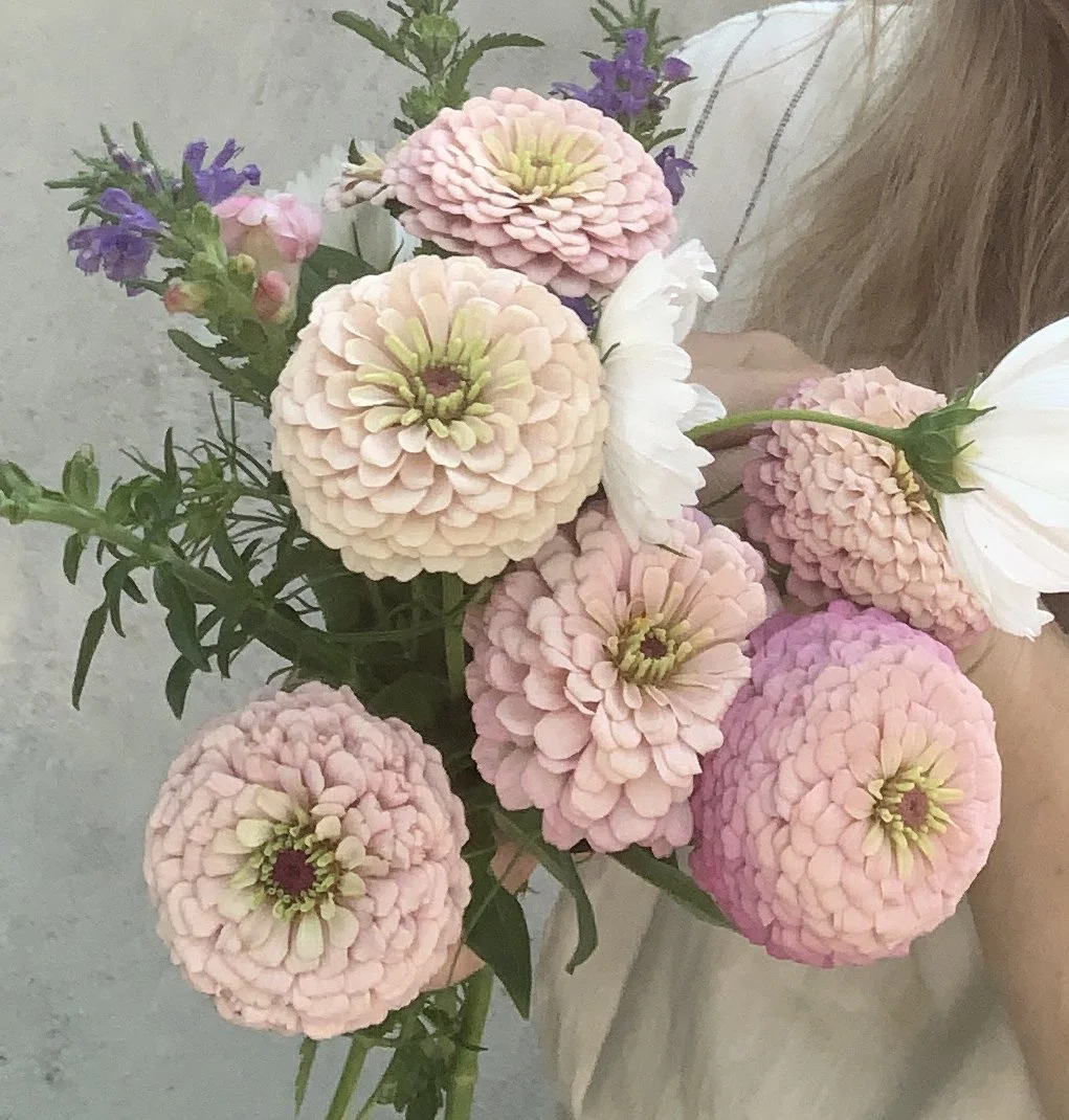 2Karolina-zinniahandellpastell-annahandell.jpg
