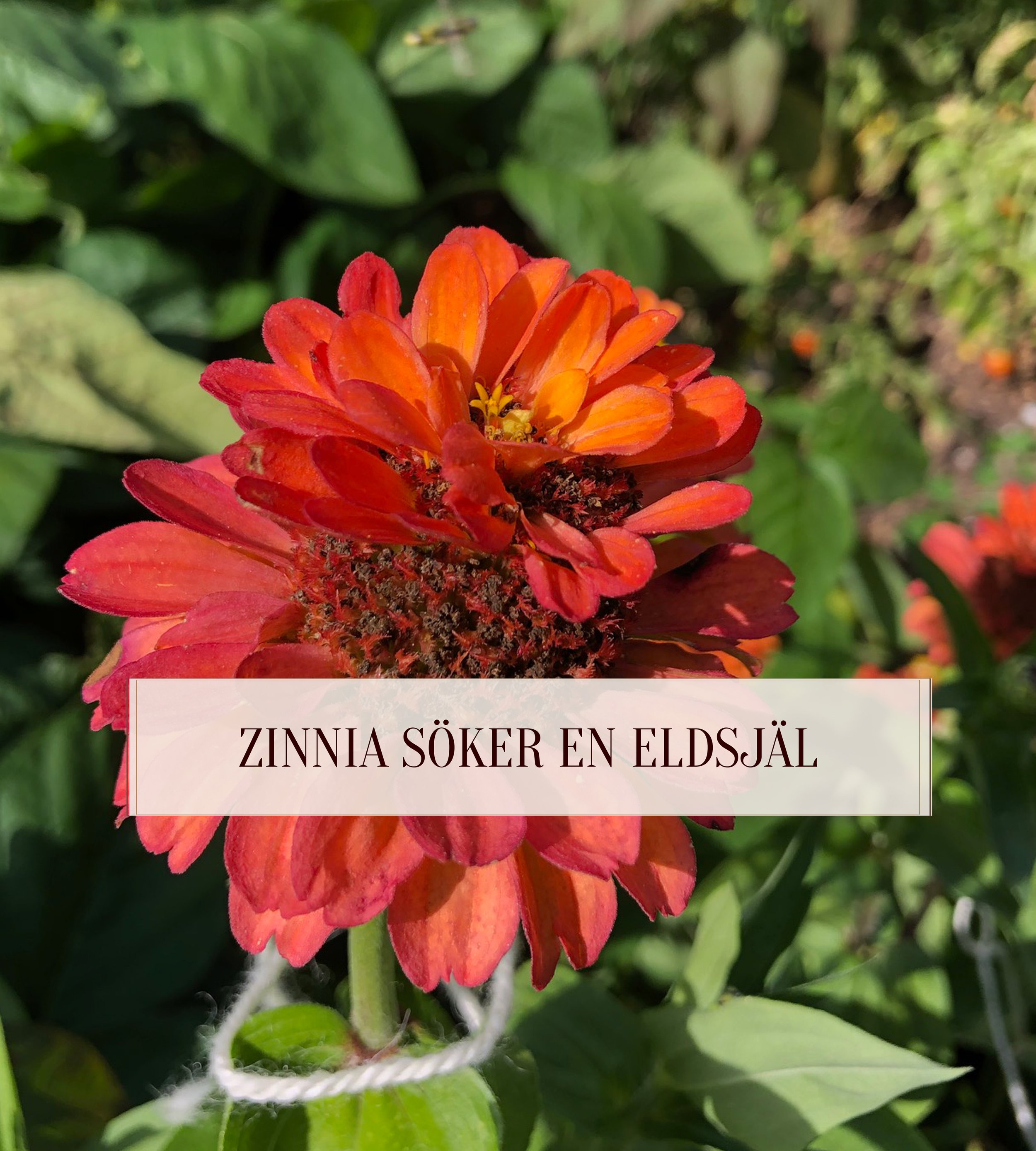 zinnia-foradling-eldsjal.jpg