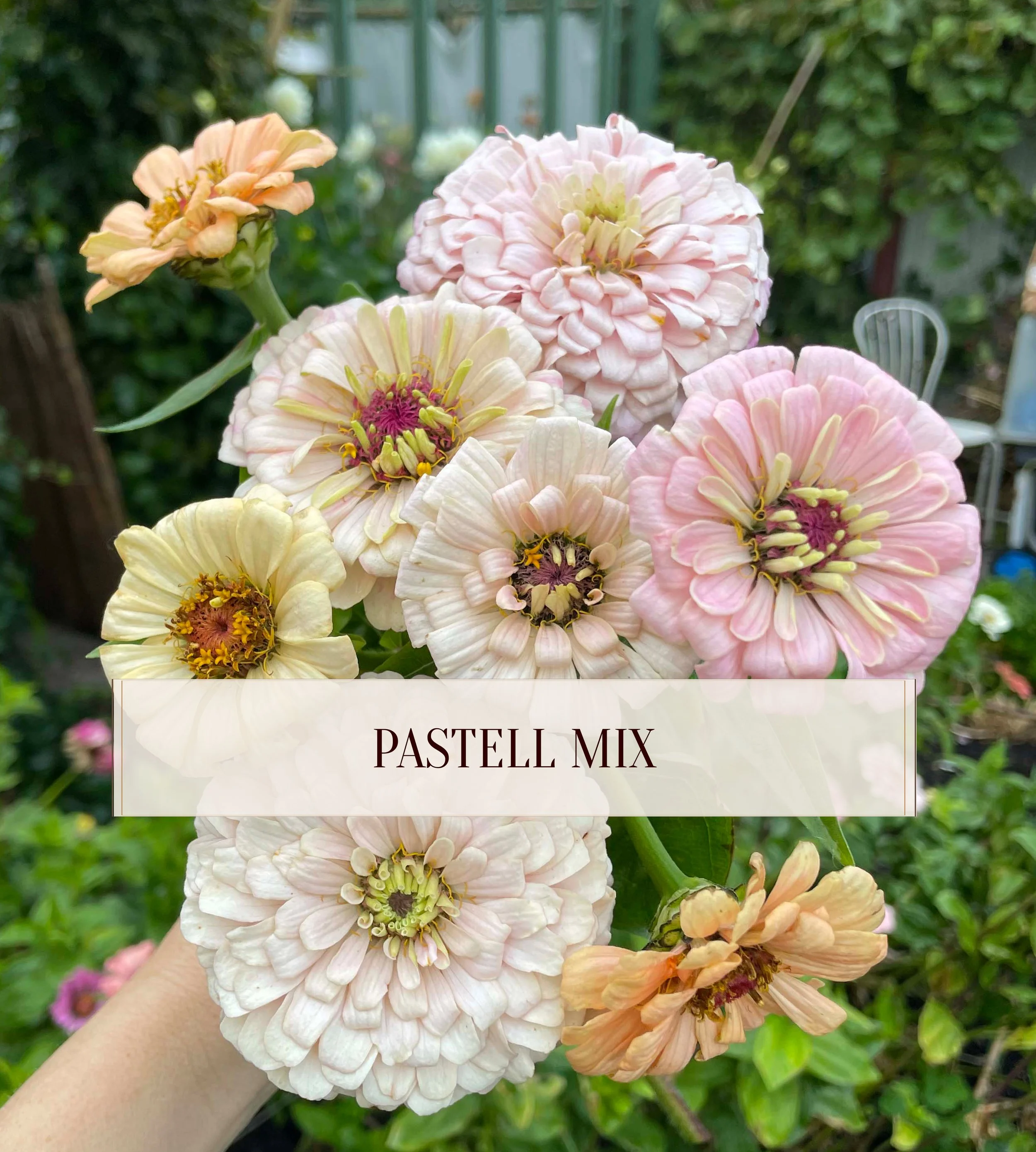 zinnia-PASTELLMIX.jpg