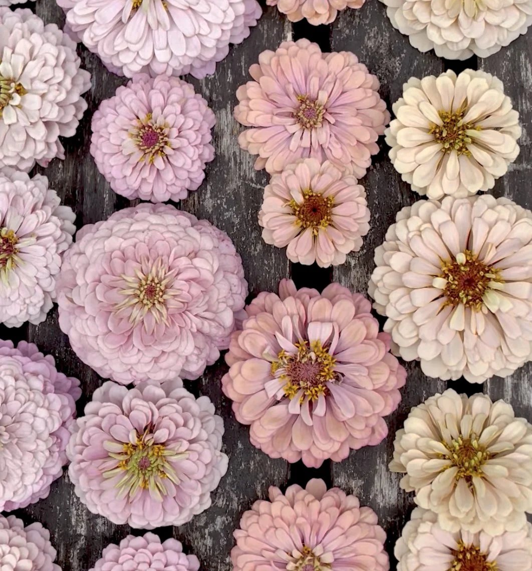 KaramellMix-zinniahandellpastell-annahandell.jpg