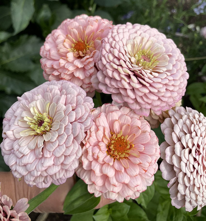 Karolina6-zinniahandellpastell-annahandell.jpg