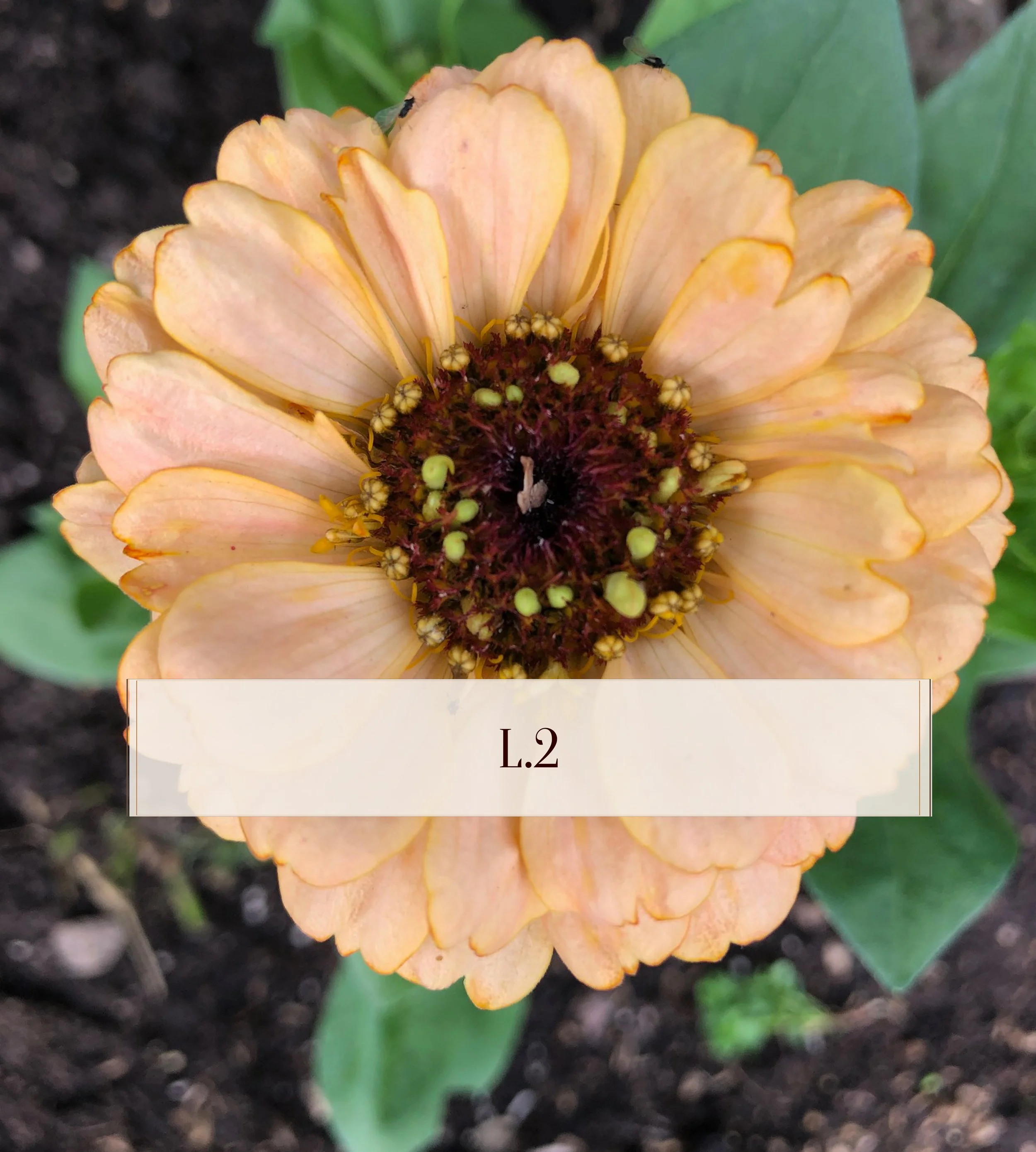 L2-zinnia-varmanyanser .jpg