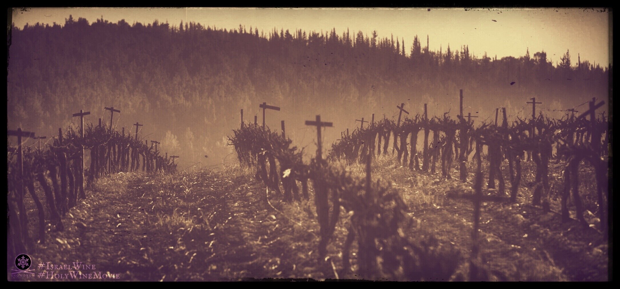 Vineyard Crosses.jpg