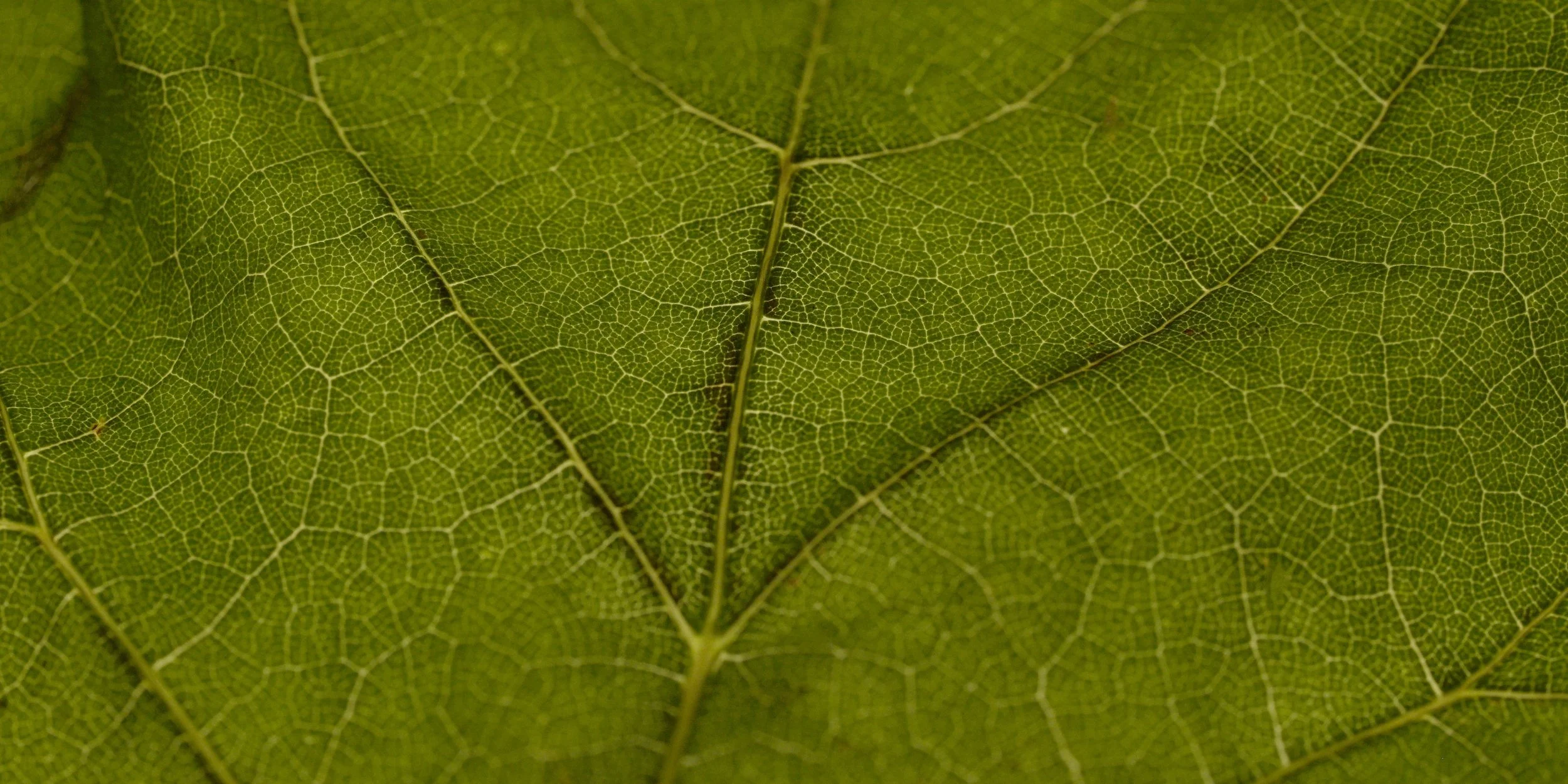 Vine Leaf Macro 04.jpeg
