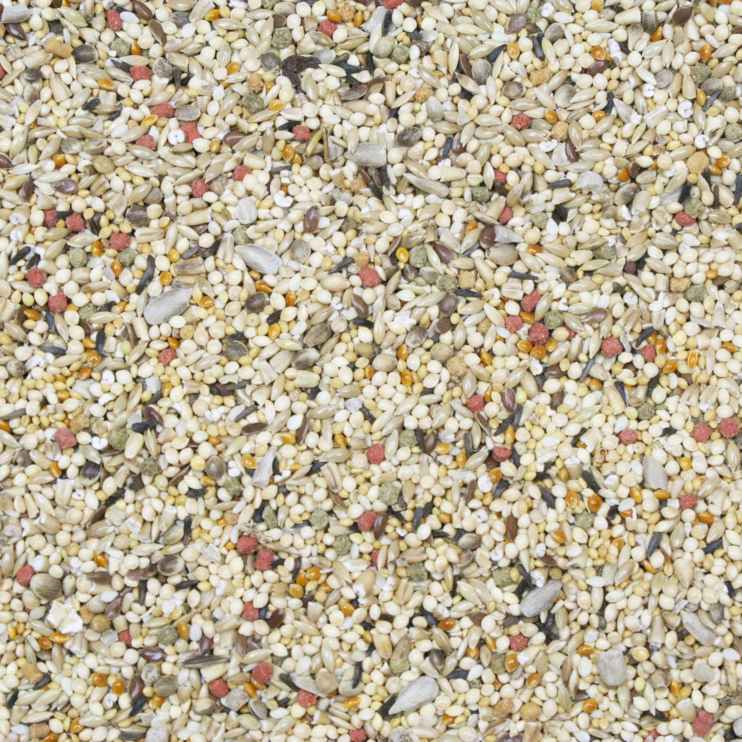 Vita Seed_Finch_Web.jpg