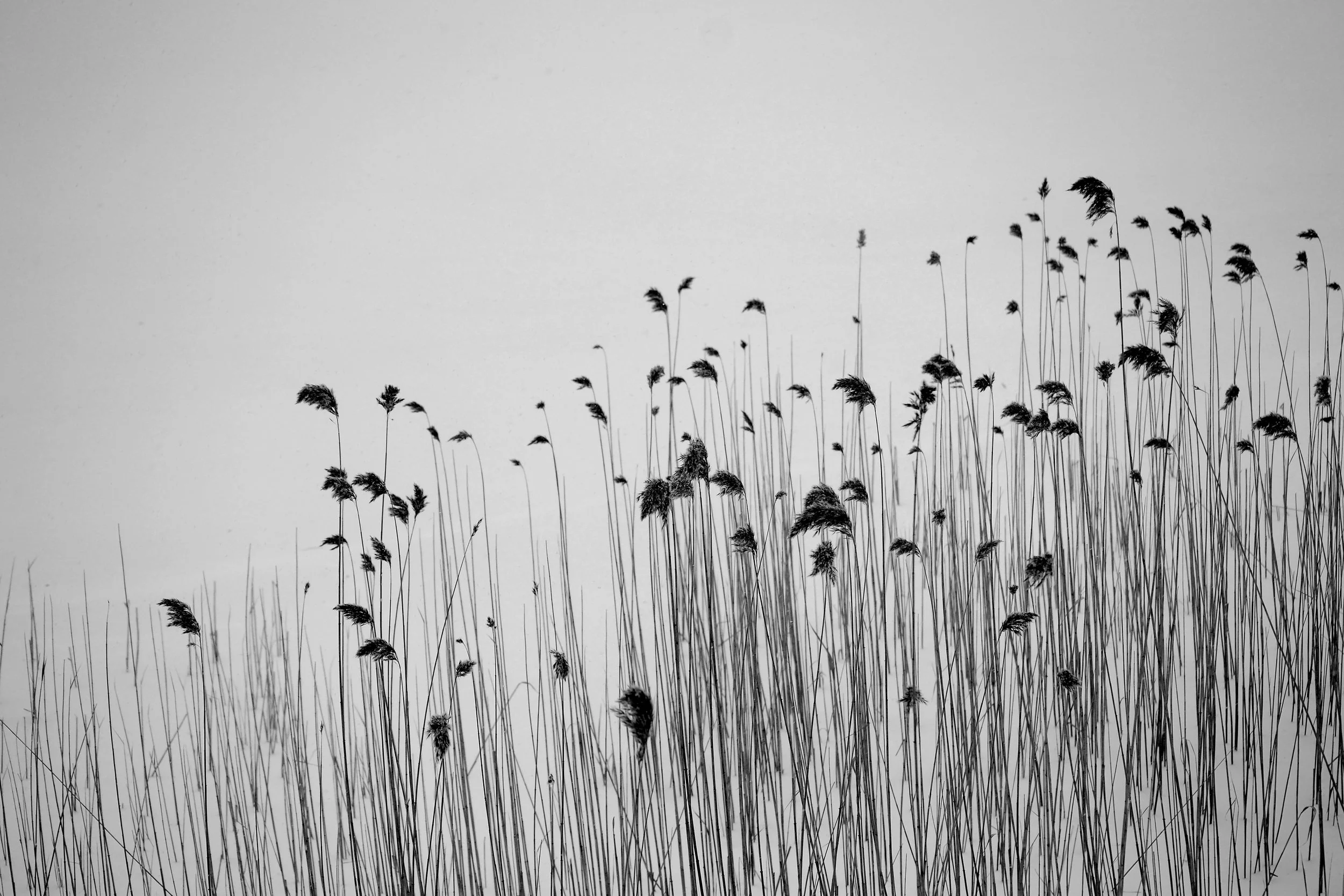 WatrobaFerns01 Photography.JPG