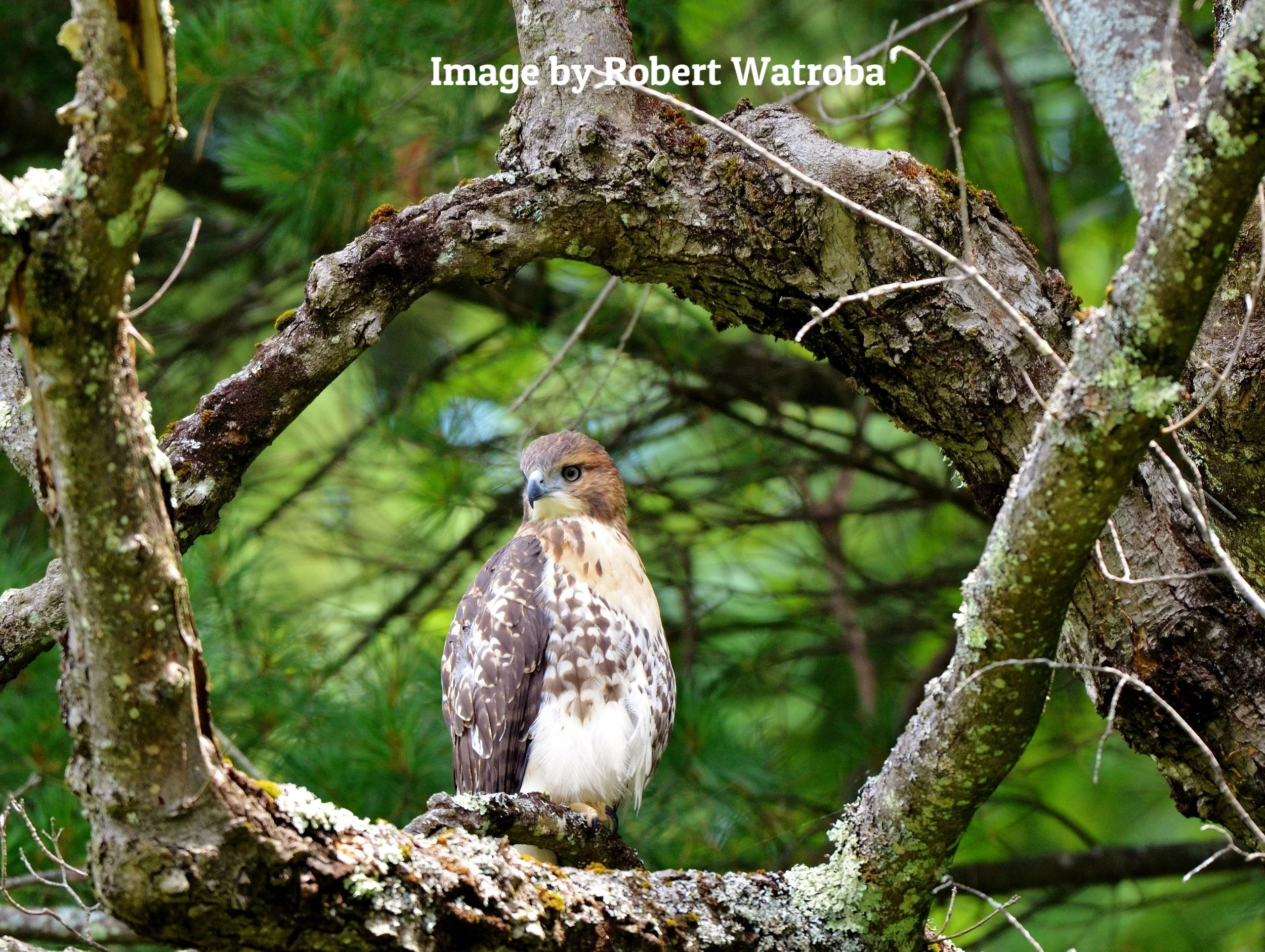 R.Watroba - Hawk 243.jpg
