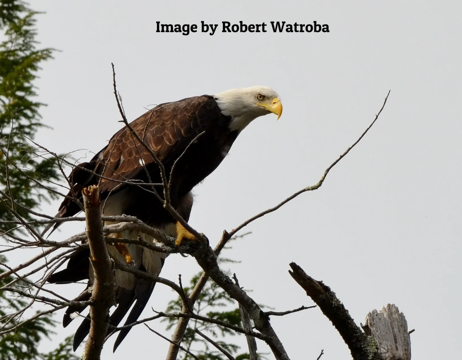 R. Watroba - Blad Eagle 1.jpg