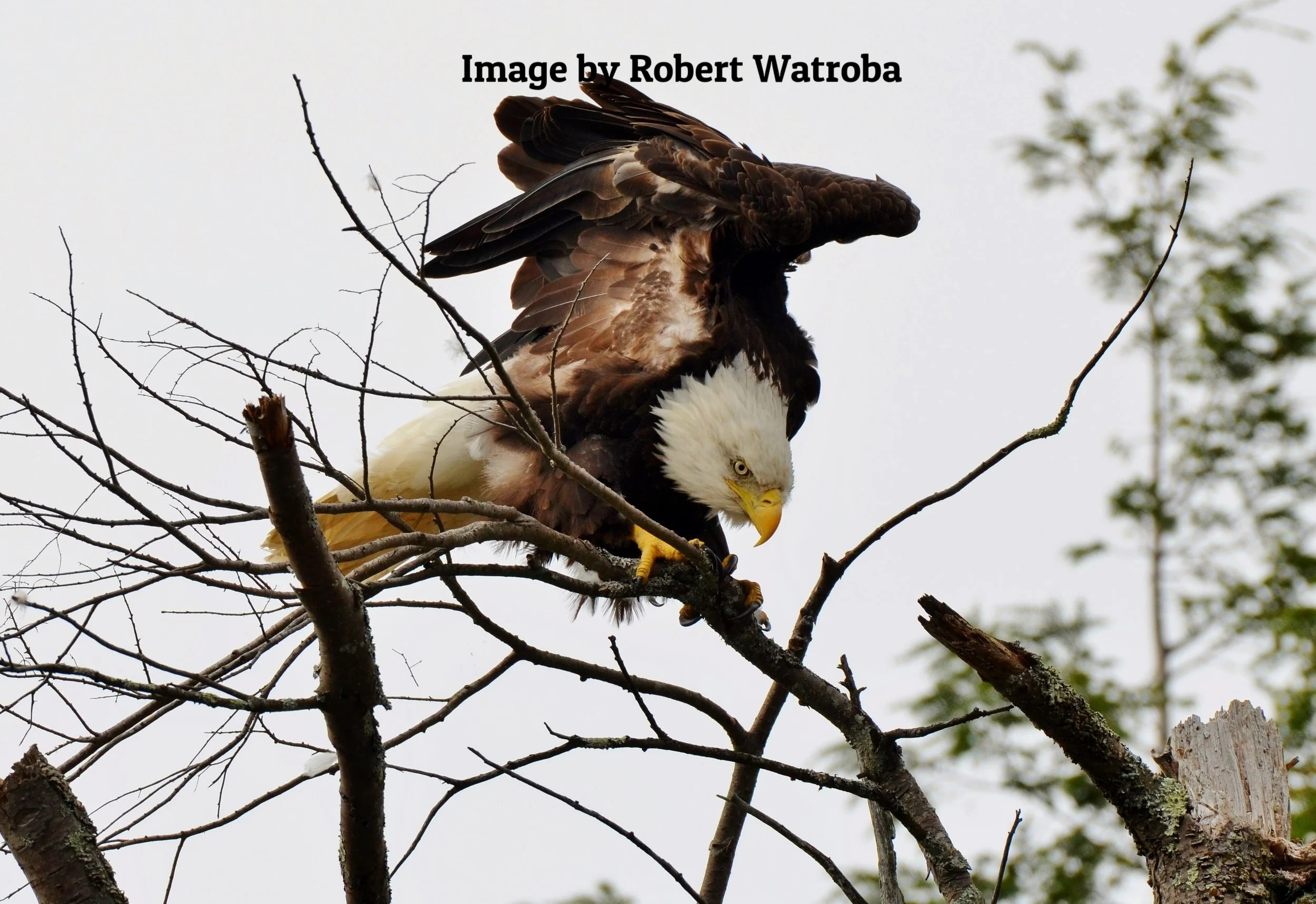 R.Watroba - Bald Eagle 3.JPG