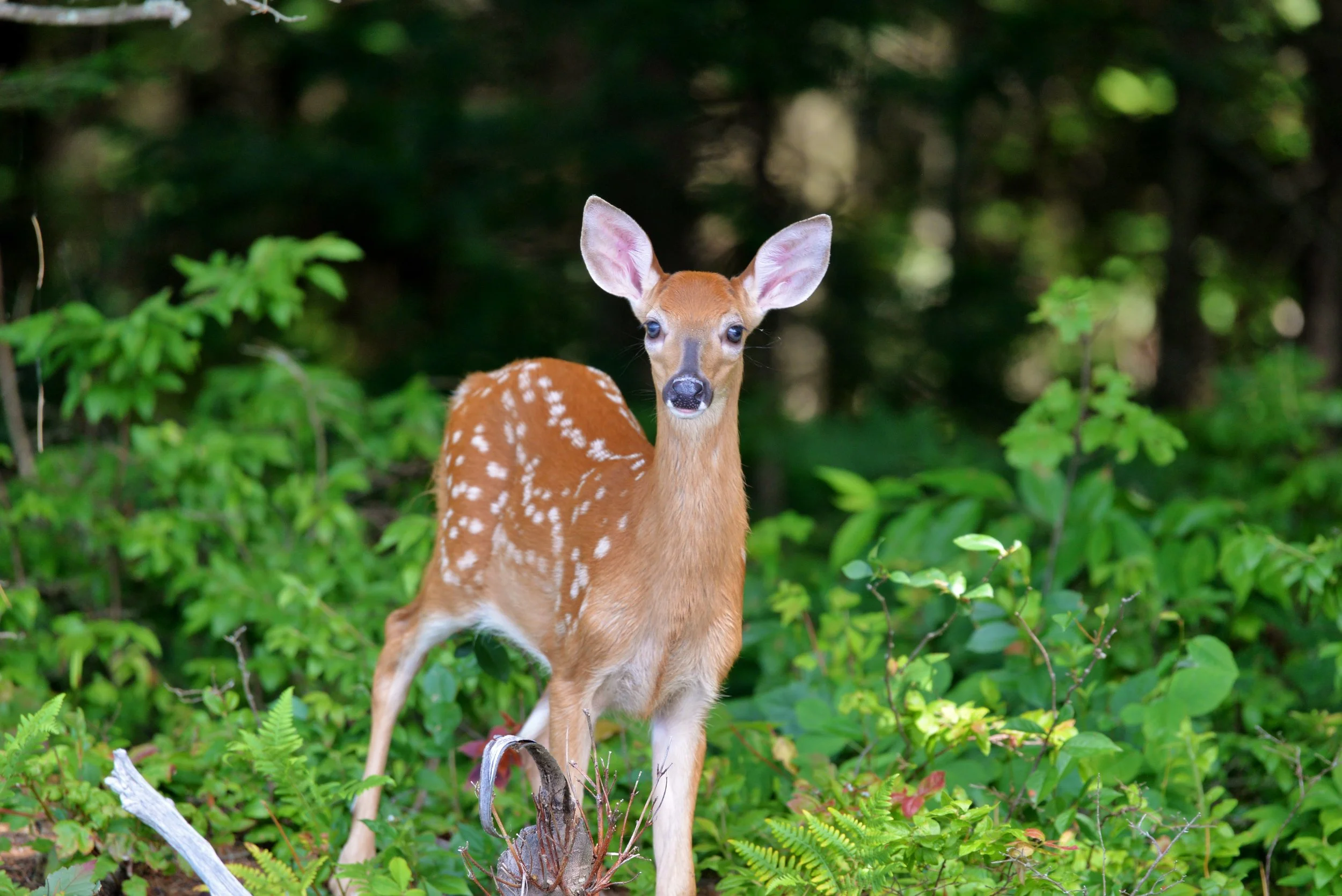 Fawn 1 - R. Watroba.JPG